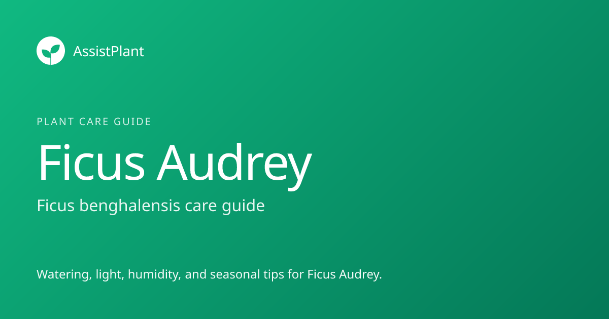 How to Care for Ficus Audrey: Watering, Light & Tips | AssistPlant