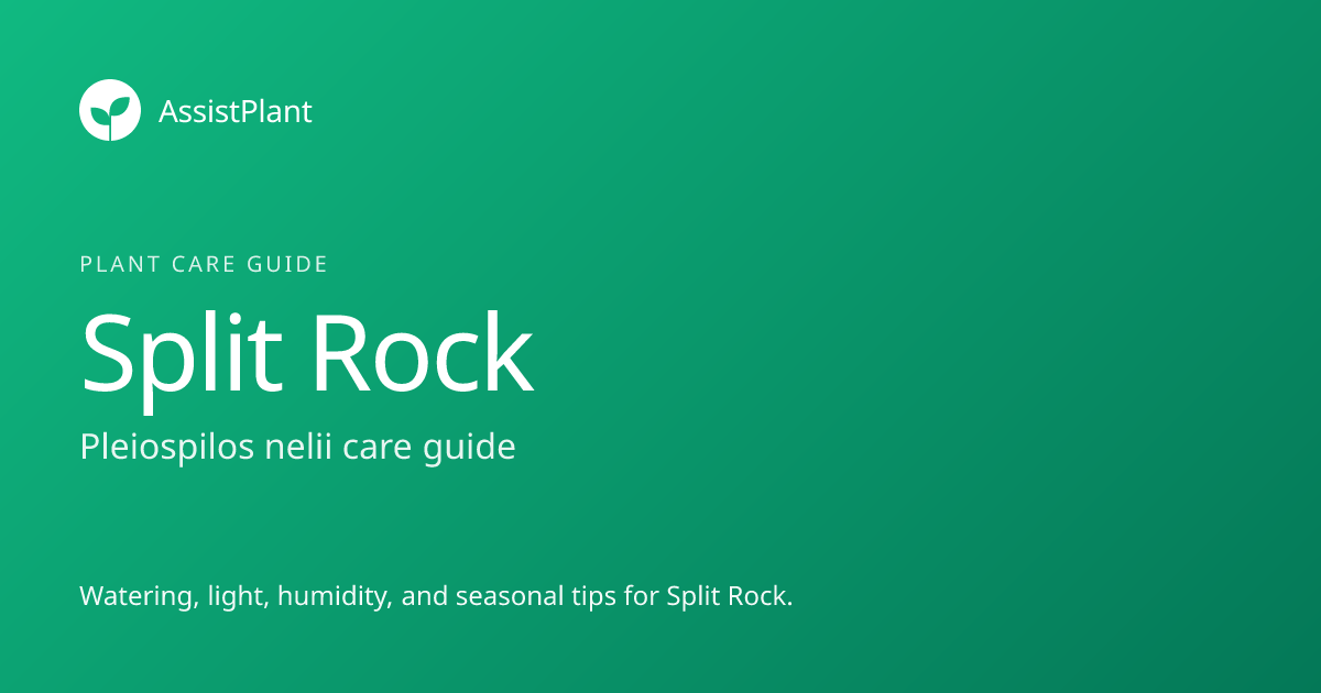 How to Care for Split Rock: Watering, Light & Tips | AssistPlant